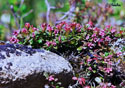 Arctostaphylos uva-ursi